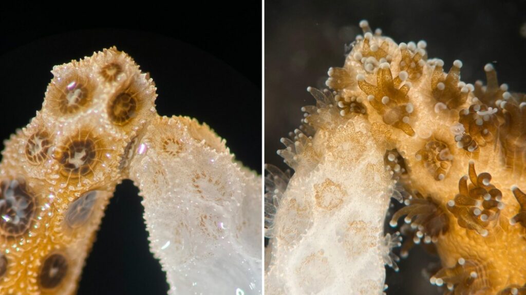 Healthy brown coral branch touching a bleached white coral branch